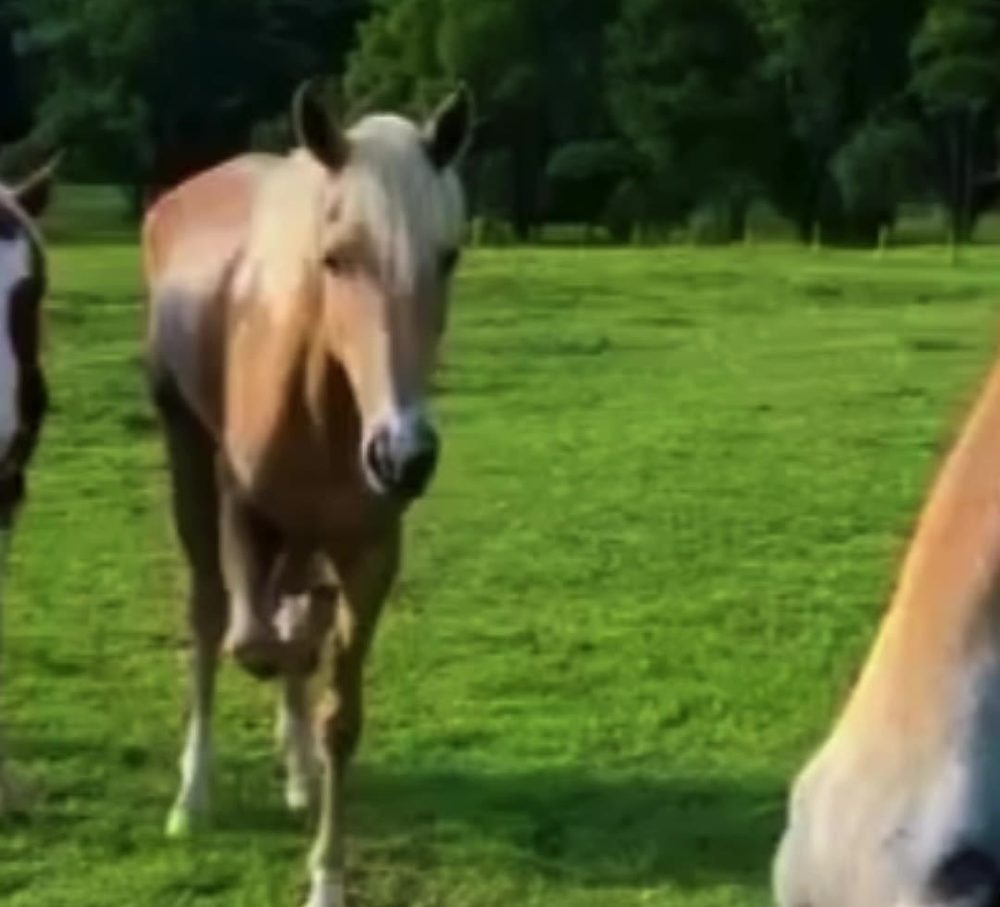 Horses in the paddock